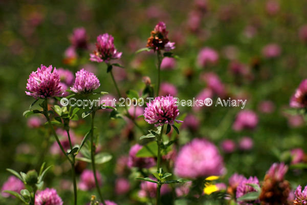 red-clover